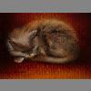 CatNapTamaraSimmons202210x14sj