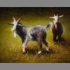 GoateesTamaraSimmons8x10oilsj